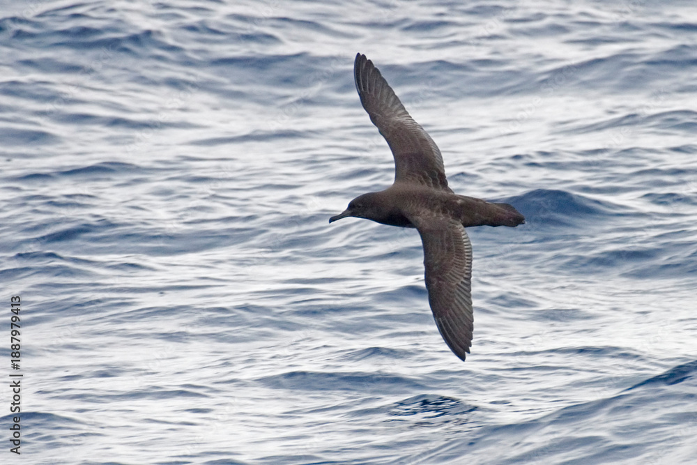 Fototapeta premium Sooty Shearwater, Puffinus griseus in flight
