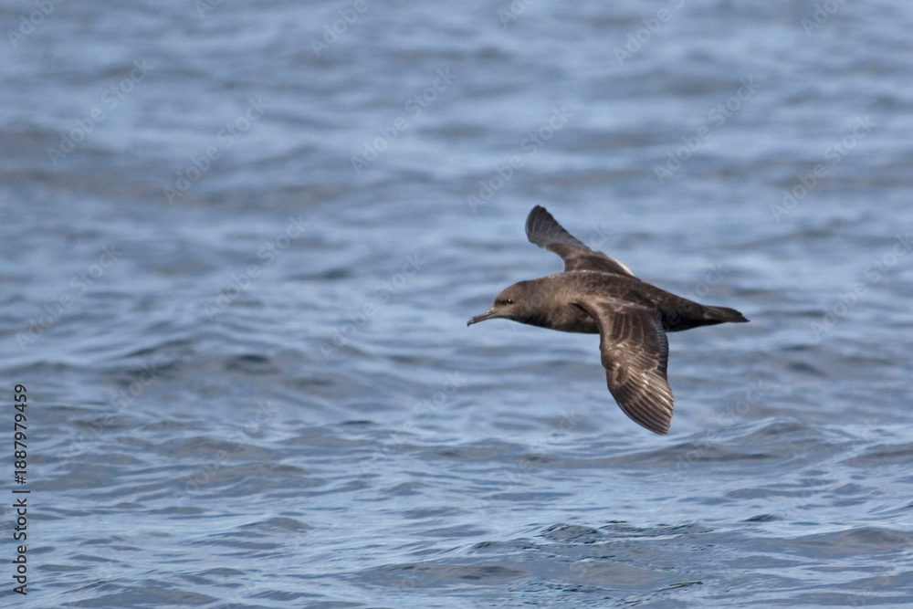 Naklejka premium Sooty Shearwater, Puffinus griseus gliding