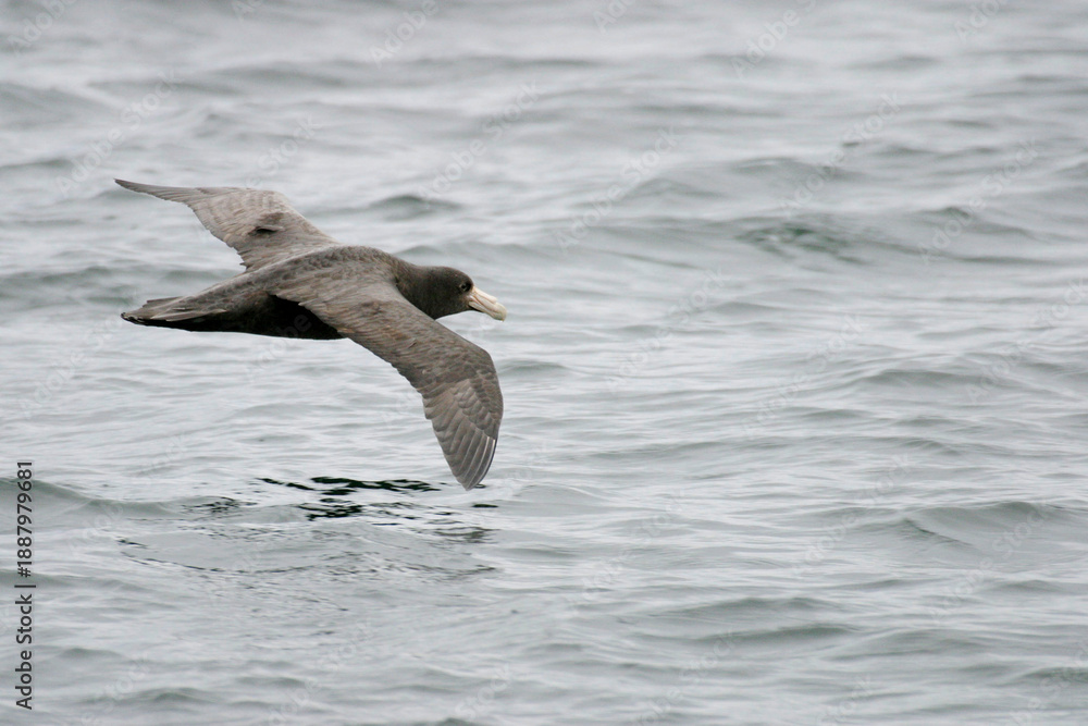 Fototapeta premium Antarctic or Southern Giant Petrel, Macronectes giganteus in flight