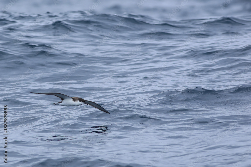 Fototapeta premium Buller's Shearwater, Puffinus bulleri, in flight