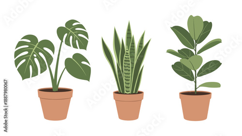 Potted Plants with Various Leaf Types.