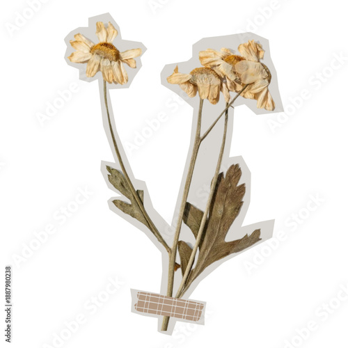 Dried Daisy Botanical Cutout Collage Washi Tape