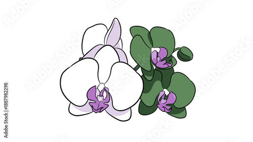 Detailed vector drawing of two stylized Phalaenopsis orchid flowers contrasting colors and botanical structures standing against a simple clean isolated white background illustrating the concept