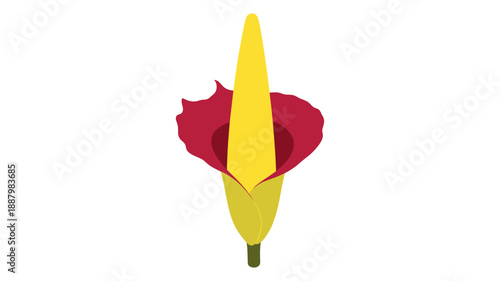 Detailed vector illustration of a unique tropical aroid flower presenting a deep red spathe and bright yellow upright spadix on a white background, symbolizing the concept