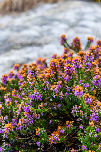 Purple heather flowers in close-up