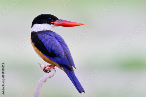 black-capped kingfisher, halcyon pileata, beautiful bird with blue wings, white collar and blood-red bill