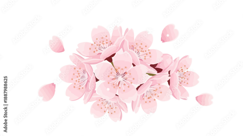 Fototapeta premium Delicate Pink Cherry Blossoms Falling Petals Isolated White Background