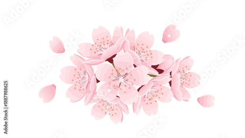 Delicate Pink Cherry Blossoms Falling Petals Isolated White Background