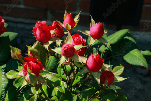 Wallpaper Mural red and yellow flowers Torontodigital.ca
