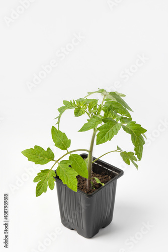 Young tomato seedling growing in black cup on a gray background. Growing eco-friendly plants at home. Concept of gardening, spring, harvest.