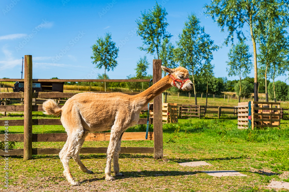 Obraz premium Alpaca standing in the farm enclosure
