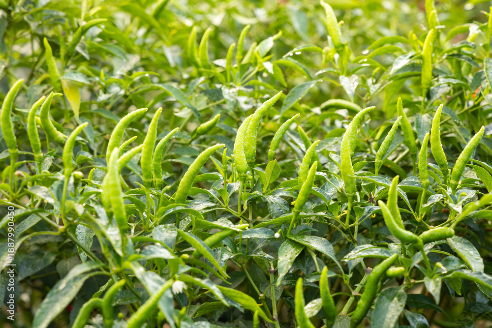 Obraz premium Fresh chilli on tree in the farm.