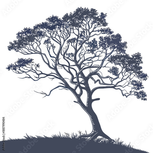 Silhouette of a majestic tree