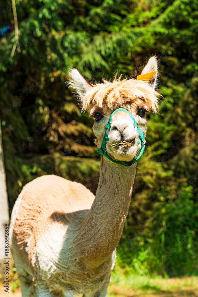 Obraz premium Closeup portrait of an alpaca - selective focus