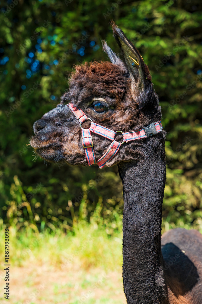 Obraz premium Closeup portrait of an alpaca - selective focus