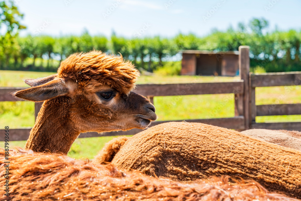 Obraz premium Closeup portrait of an alpaca - selective focus