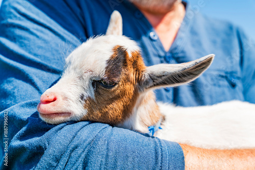Bild auf Leinwand Baby pygmy goat in person's arms - selective focus