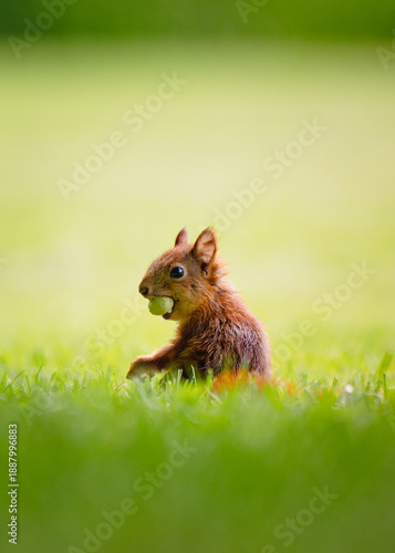 Squirrel eating a nut on a field