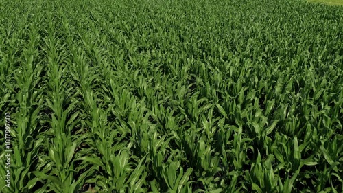 Aerial drone flight over a field of growing young corn during sunset.
