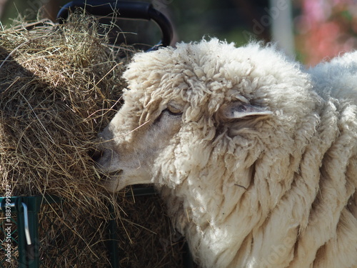 rabbit on the grass and in house wooden in farm happy animal