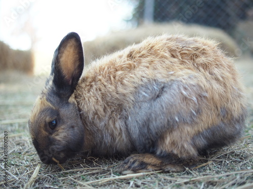 rabbit on the grass and in house wooden in farm happy animal