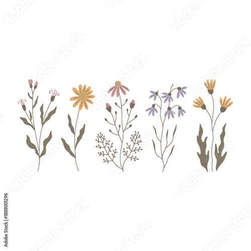 Colorful wildflowers and plants with brown stems and leaves on white background green leaves
