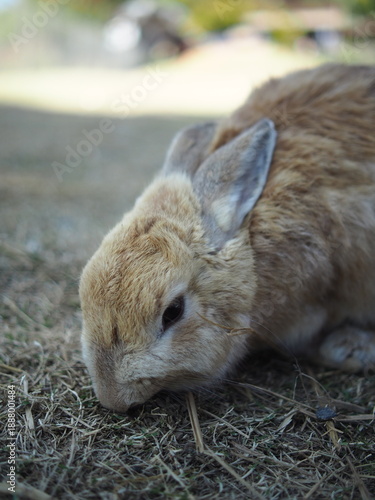 rabbit on the grass and in house wooden in farm happy animal