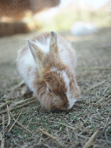 rabbit on the grass and in house wooden in farm happy animal