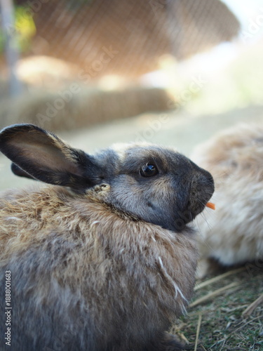rabbit on the grass and in house wooden in farm happy animal