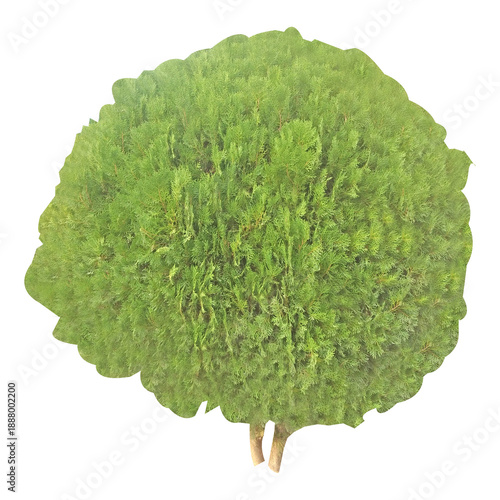 Wallpaper Mural Thuja plant isolated on white background stock photo Torontodigital.ca
