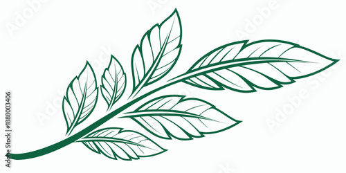 Illustrated feather with detailed veins