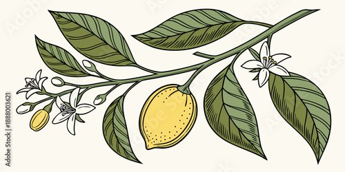 Illustration of a lemon branch with leaves and flowers