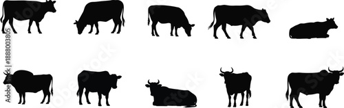 Cow and cattle silhouettes set, farm animal poses, livestock standing grazing resting positions, rural agriculture concept, black vector illustration