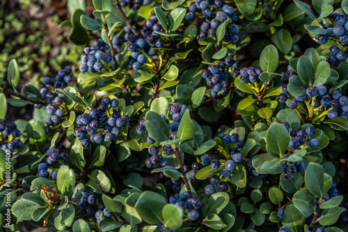 Close-up of Rhaphiolepis indica shrub with dark blue berries and green leaves. Beautiful Mediterranean ornamental plant in a garden. Autumn nature background in Turkey. November, soft side lighting.