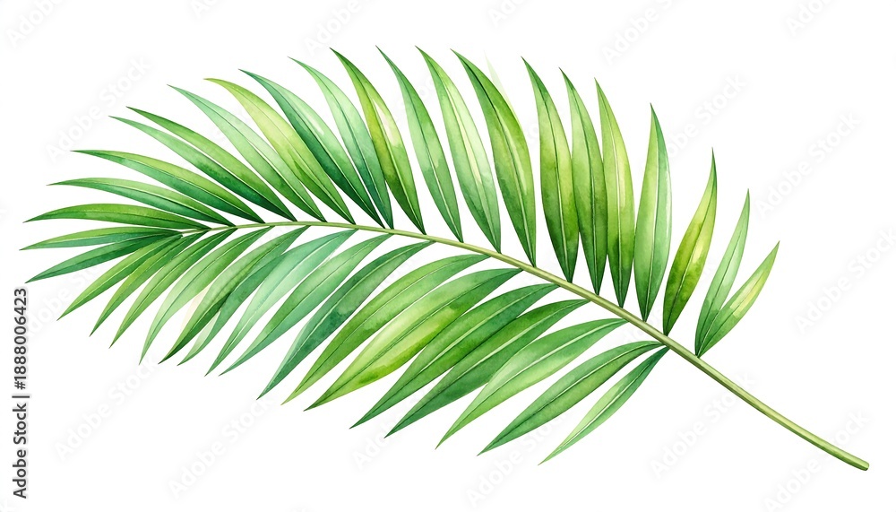 Fototapeta premium A vibrant, detailed illustration of a single palm frond, showcasing varying shades of green, with meticulous watercolor details