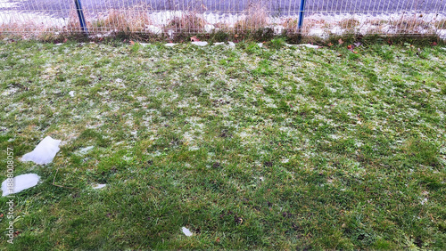 Wallpaper Mural Green grass with patches of frost and melting snow near a fence in winter Torontodigital.ca