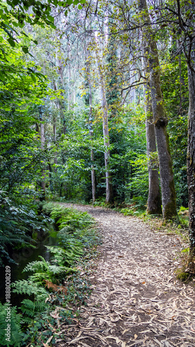 Winding path in a lush green forest