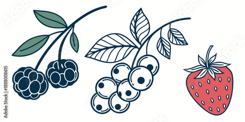 Assorted berries illustration