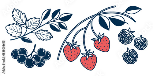 Illustration of various berries