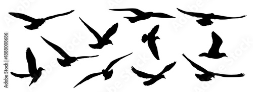 Set of silhouettes of a flying birds, an eagle or a seagull, vector image, black color, isolated on a white background