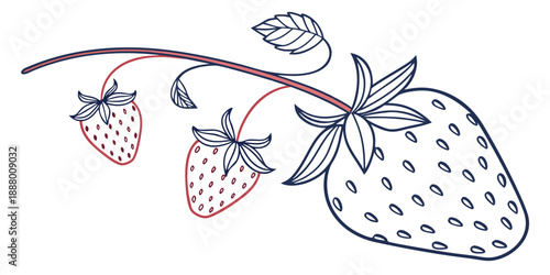 Strawberries growing on a vine