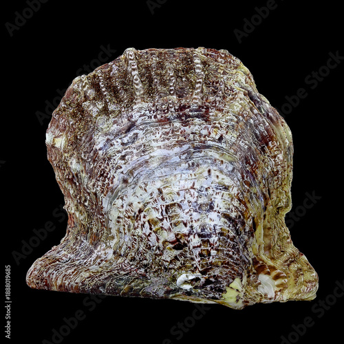 Shell of the Mediterranean pearl mussel, Pinctada imbricata (Bivalvia: Pteriidae) isolated on a black background