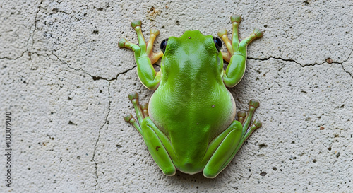 Close-up of a Frog