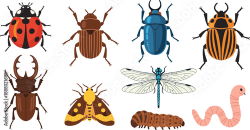 Set of different insects and bugs vector illustration, beetles dragonfly caterpillar and worm collection for nature design