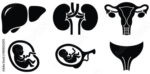 Anatomy: Liver, Kidney, Uterus, Embryo, Fetus: A comprehensive depiction of human anatomy, showcasing the essential organs and the development of life in simple silhouette form.