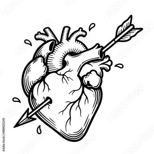 Anatomical Heart Pierced by Arrow Illustration