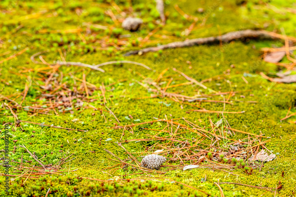 Obraz premium Kenrokuen Garden, Kanazawa, Japan