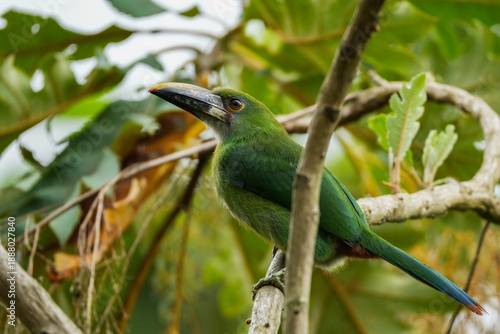 Colibris de Colombia