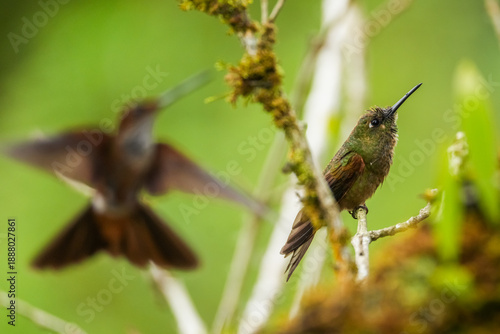 Colibris de Colombia