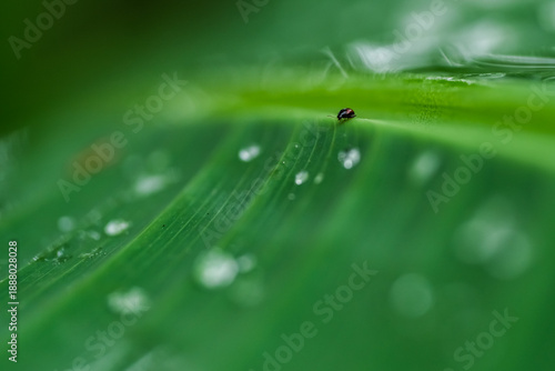 Gotas de agua